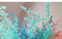Fleurs naturelles séchées pour bouquet de fleurs séchées, vente en gros, prix bas