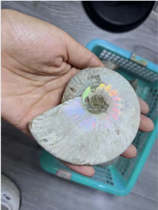 Vente en gros de fossiles d'ammonites naturelles irisées, coquillages de nautilus anciens pour la guérison par le Reiki et la décoration intérieure - Product Image 6