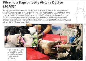 Venta caliente dispositivos de vía aérea supraglóticos para perros Dispositivo de vía aérea veterinaria - Product Image 4