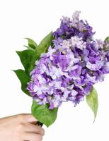 Bunga Hydrangea Buatan Bentuk Kerucut Warna Ungu Musim Gugur, Buket Romantis, Bunga Hydrangea Paniculata Buatan untuk Taman dan Pernikahan