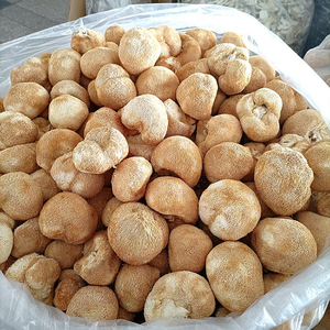 Jamur Surai Singa Deshidratado Champignon Utuh <span class=keywords><strong>Hericium</strong></span> <span class=keywords><strong>Erinaceus</strong></span> - Product Image 3