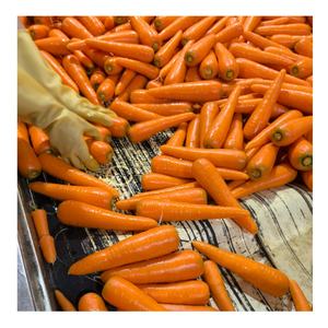 2025 carottes fraîches biologiques sans pesticides cultivées riches en bêta-carotène goût croquant pour la vente au détail et l'industrie alimentaire - Product Image 1