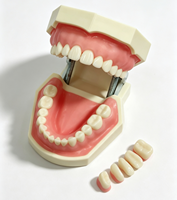 Yunou - Juego de 28 Piezas de Modelo de Esqueleto de Maniquí Dental para Entrenamiento, Dientes y Encías Suaves de Resina, para Estudios de Ciencias Médicas