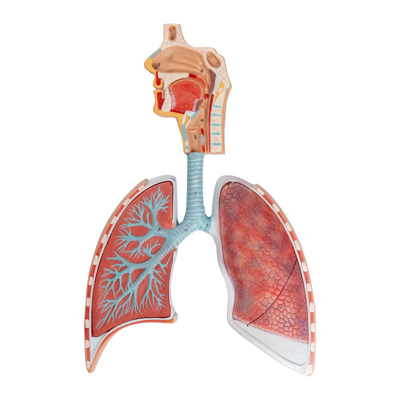 Anatomical Model of the Human Respiratory System for Education