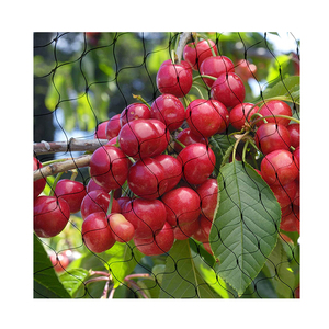 Red antiaves para protección de árboles frutales, estanque de plantas de cerezo, <span class=keywords><strong>mirtilo</strong></span>, Árbol frutal - Product Image 1