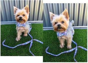 HUASONG Hundehalsband mit Fliege, Verstellbar, für Spaziergänge, Anpassbares Markenlogo, Individuelle Farben Möglich, Bedruckte Nylon-Hundeleine - Product Image 6