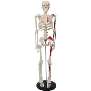 85CM( - Product Image 4