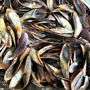[HIGH QUALITY] Blue Lotus Farm Murex Operculum Seashell Raw Material Non-Toxic for Perfume Incense Fragrance Supply Vietnam - Product Image 1