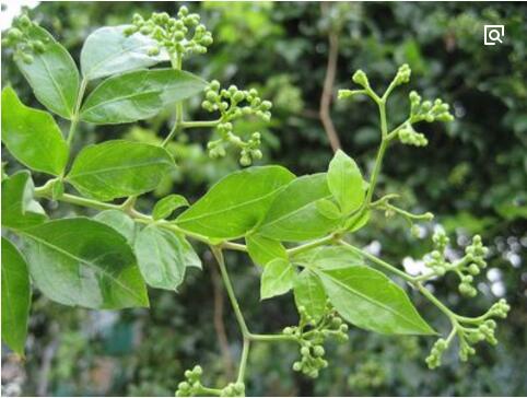 Dihydromyricetin DHM 98% powder Hovenia Dulcis Extract Vine tea Extract flavone myricetin