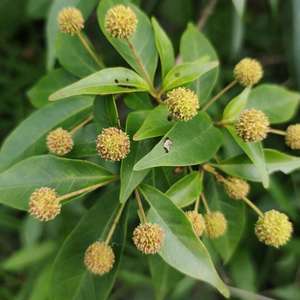 Shui Yang Mei ป่าธรรมชาติแห้ง thinleaf Adina กิ่งและใบตัดสำหรับสมุนไพร - Product Image 4