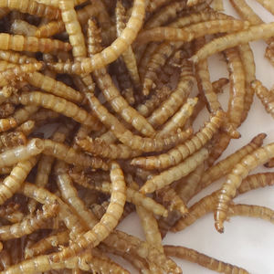 Alimento puro 100% Natural <span class=keywords><strong>para</strong></span> mascotas, 400g <span class=keywords><strong>sin</strong></span> gusanos secos añadidos <span class=keywords><strong>para</strong></span> aves silvestres - Product Image 3