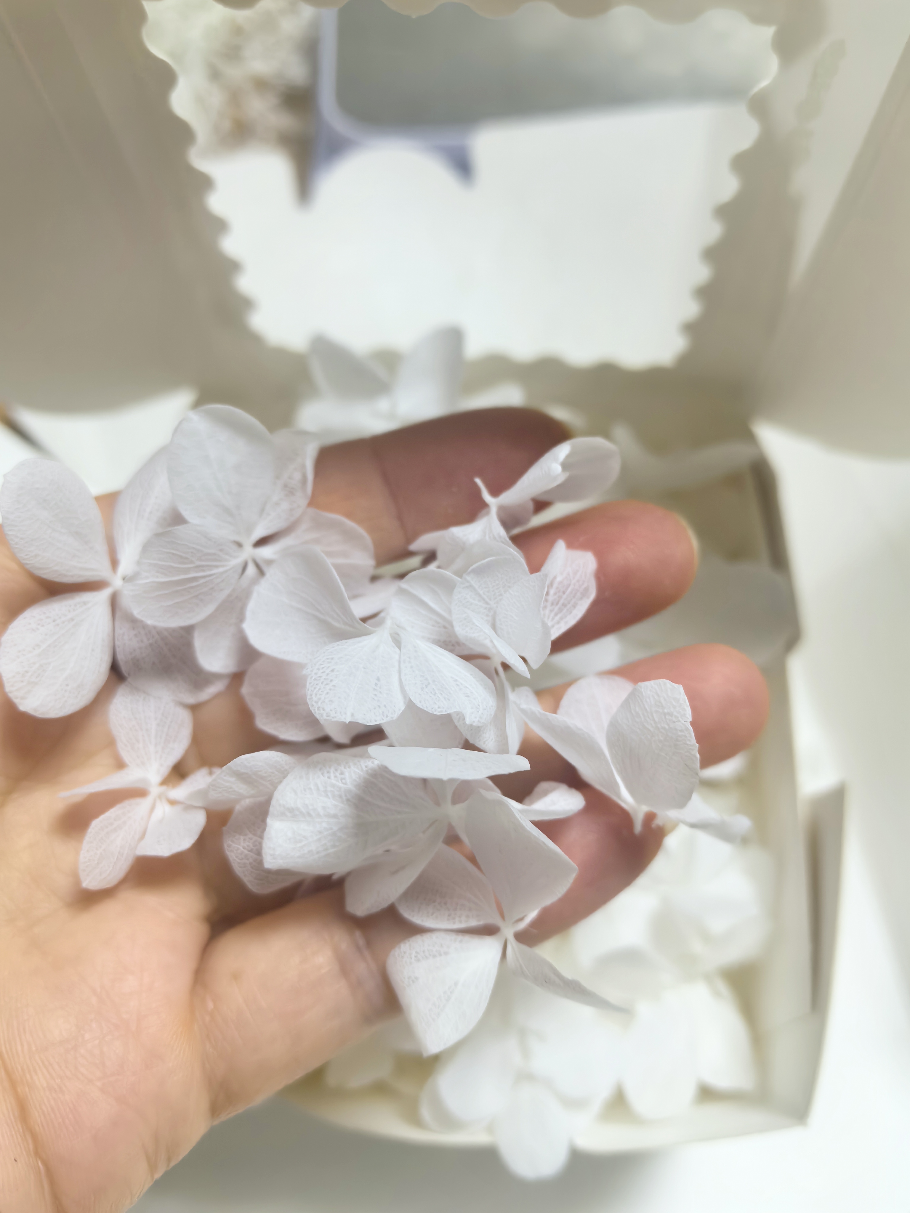 White Atlantis  hydrangea petal