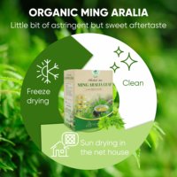 Bolsitas de Té de Hoja de Aralia Ming – Infusión Tradicional Vietnamita para el Bienestar, Sin Cafeína, Seca, 2g