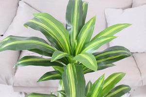 Arboles artificiales Dracaena Fragrans Plástico para interiores - Product Image 5