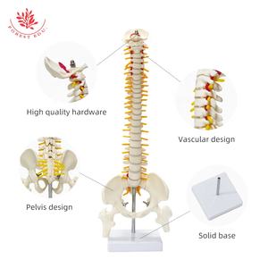 Columna vertebral tamaño mediano FRT017 incluye <span class=keywords><strong>cartílago</strong></span> <span class=keywords><strong>de</strong></span> raíz nerviosa modelo <span class=keywords><strong>de</strong></span> enseñanza médica - Product Image 3