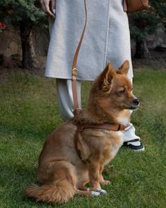 Adjustable <b>Leather</b> <b>Dog</b> Durable Handmade Pet <b>Harness</b> Comfortable Fit <b>For</b> Small To Large <b>Dogs</b> - Product Image 2