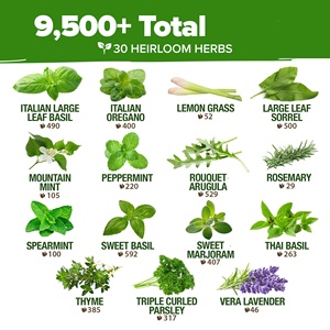 Kit da giardino di 30 cimelio culinario e Non ogm, ottimo per cucinare o tisane medicinali - Product Image 3
