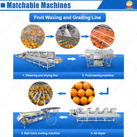 Machine de tri et de calibrage industrielle ORME pour olives, pommes de terre, citrons, fruits, tomates, lavage et tri