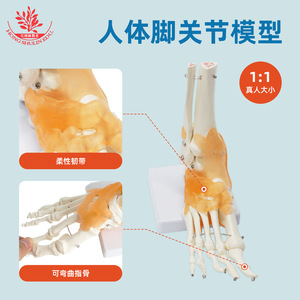 แบบจำลองกระดูกข้อเท้าและข้อต่อ FRT027 พร้อมเอ็นสำหรับการสอน การจัดตำแหน่งกระดูก การสาธิตทางการแพทย์ พร้อมกระดูกหน้าแข้ง กระดูกเท้า และ - Product Image 3