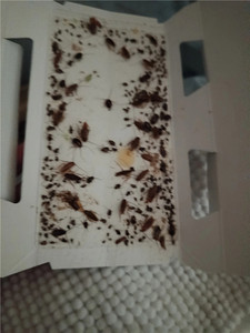 Eco Friendly Reusable Glue Traps for Cockroach and Household <b>Pest</b> <b>Control</b> - Non Toxic Indoor Insect Catcher - Product Image 6