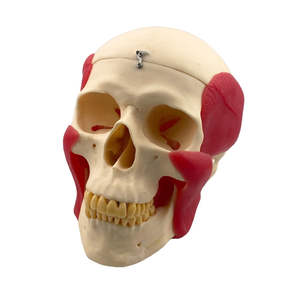 Modelo de Cráneo para Estudio Dental con Músculos, Modelo de Demostración Educativa - Product Image 5