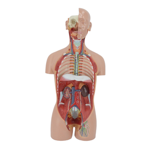 Grand torse sexuel double de 85cm, 27 parties du corps <span class=keywords><strong>humain</strong></span> naturel, modèle anatomique en PVC pour l'enseignement médical, coffre de luxe à <span class=keywords><strong>dos</strong></span> ouvert - Product Image 4