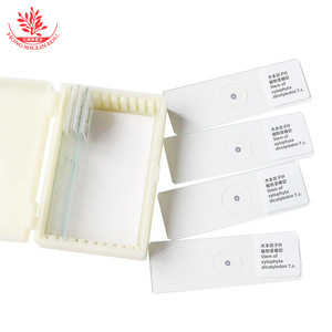 Índice de refracción de los tallos de plantas dicotiledonosas; sección transversal clara de la estructura del tallo de la planta; rebanadas biológicas. - Product Image 3