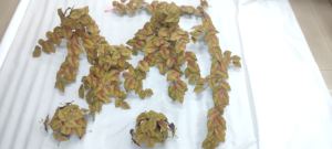 Brilliantart - Hojas de Follaje Artificial, Planta Artificial de Filodendro con Hojas en Forma de Corazón, 22 Pulgadas, Hierba, Hiedra, Ecológica, Resistente a los Rayos UV - Product Image 6