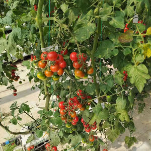 Fertilizante Hidropónico Profesional NPK 11-9-31 2MgO TE en Polvo Soluble en Agua para Frutas, Verduras, Tomates y Pimientos - Product Image 3