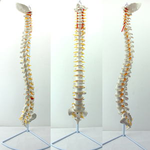 Modelo Anatómico de Clavícula Humana de Plástico, Tamaño Real, 2 Partes - Product Image 6