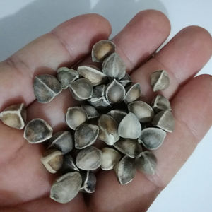 <span class=keywords><strong>La</strong></span> <span class=keywords><strong>mu</strong></span> zi indiani nuovi semi crudi di Moringa graine Moringa oleifera - Product Image 3