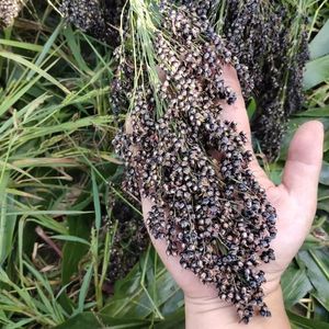 Millet noir Premium Alimentation animale - Product Image 2