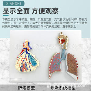 Modèle anatomique du système respiratoire humain ; modèle anatomique en relief du système respiratoire pulmonaire ; modèle anatomique agrandi - Product Image 4