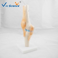 Anatomie de l'articulation du genou grandeur nature articulation articulacion rodilla modèle