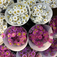 Bunga kering alami bahan desain bunga Pink putih rhodanthemum kecil dekorasi bunga pernikahan pengaturan