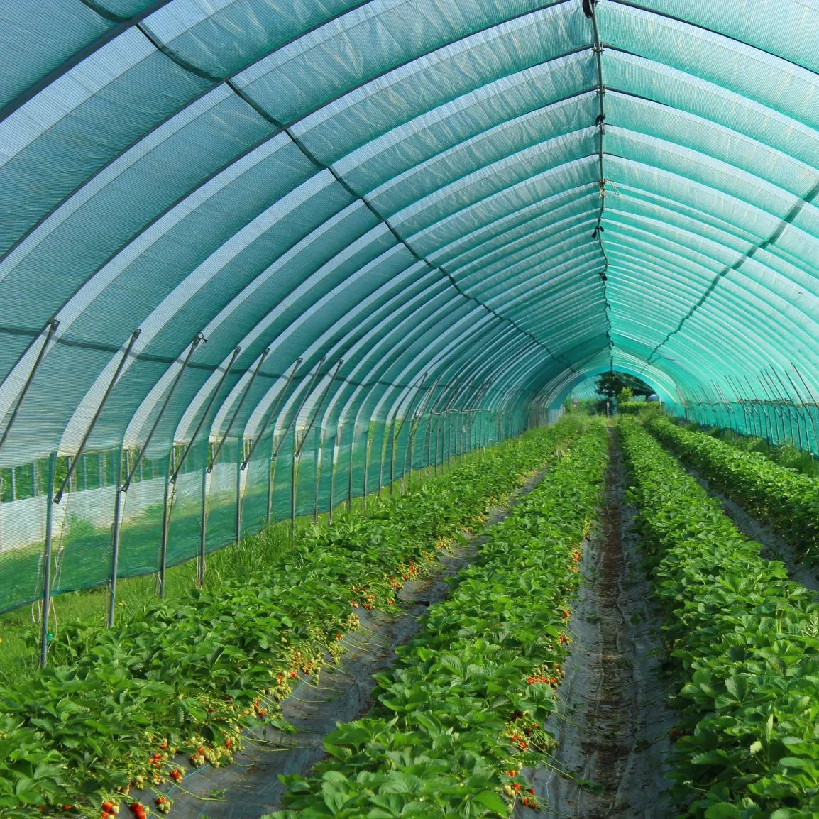 100% new hdpe warp knitted greenhouse price roll waterproof shade net for garden