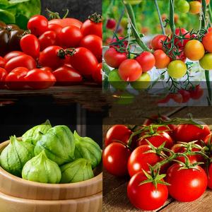 8 Variétés de <span class=keywords><strong>Tomates</strong></span> <span class=keywords><strong>Anciennes</strong></span> Écologiques pour Jardin Domestique – Sachet Zip Refermable – Idéal pour Engrais, Alimentation, Farine - Product Image 5