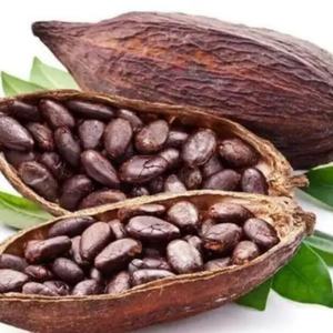 Extracto de Grano de Cacao en Polvo Orgánico, Suministro de Fábrica HALAL, Venta al Por Mayor - Product Image 2