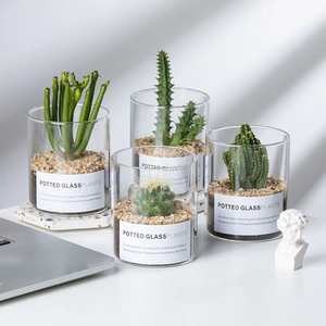 Vaso in Vetro Borosilicato Trasparente Riutilizzabile a Tubo Dritto <span class=keywords><strong>per</strong></span> Piante Grasse e <span class=keywords><strong>Cactus</strong></span>, Ideale <span class=keywords><strong>per</strong></span> Arredamento Moderno e Matrimoni - Vendita all'Ingrosso - Product Image 1
