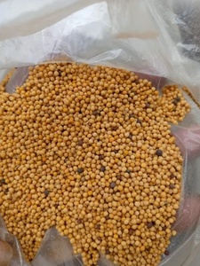 Graines de moutarde jaunes sèches de haute qualité, graines brutes naturelles, aliments sains, graines de moutarde pour l'agriculture et la consommation - Product Image 3