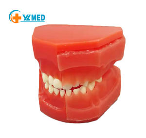 Modèle alternatif de développement buccal, 10 à 5 ans, dents permanentes, anatomie, médical, équipement d'éducation - Product Image 2