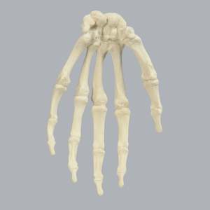 KyrenMed, modelo anatómico medio de <span class=keywords><strong>mano</strong></span> humana izquierda <span class=keywords><strong>derecha</strong></span> de espuma sólida, modelo de entrenamiento ortopédico para Taller de perforación preoperatoria - Product Image 3