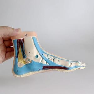 Modèle d'anatomie transversale latérale du <span class=keywords><strong>pied</strong></span> humain, avec affichage coloré des os, des ligaments et des muscles, pour l'enseignement de la biologie et de la podologie - Product Image 2