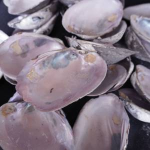 Coquillages naturels en gros, <span class=keywords><strong>nacre</strong></span> <span class=keywords><strong>rose</strong></span> pour meubles, artisanat et incrustations - Product Image 4