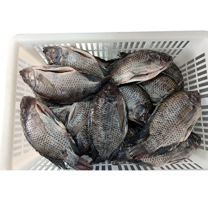 <span class=keywords><strong>Pesce</strong></span> Congelato Economico: Tilapia Eviscerata e Squamatata, Orata GS 550-750g, Vendita all'Ingrosso per Aziende dalla Cina - Product Image 4