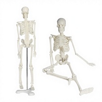 Modèles anatomiques 45 cm en PVC de haute qualité, mini-jouet scientifique médical, modèle de squelette humain pour enfants