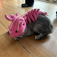 En gros, Peluche squelette de dinosaure gris, Costume créatif pour animaux de compagnie, Coiffe de cosplay pour chien et chat avec sangle réglable, Tenue de fête d'Halloween
