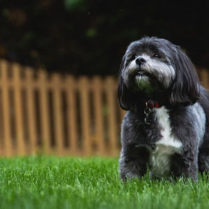 Chất lượng cao thân thiện với môi trường chống cháy bền Cỏ Nhân Tạo 20-40mm Chiều cao cọc tùy chỉnh cho ngoài trời trong nhà - Product Image 6