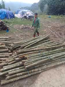 เสาไม้ไผ่โครงสร้างแข็งแรง ผ่านการบำบัดป้องกันเชื้อรา ขนาดเส้นผ่านศูนย์กลางใหญ่ สำหรับรั้วสวนกลางแจ้ง - Product Image 5