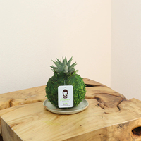 Sansevieria Moonlight Kokedama dengan lumut bola gantung kondisi